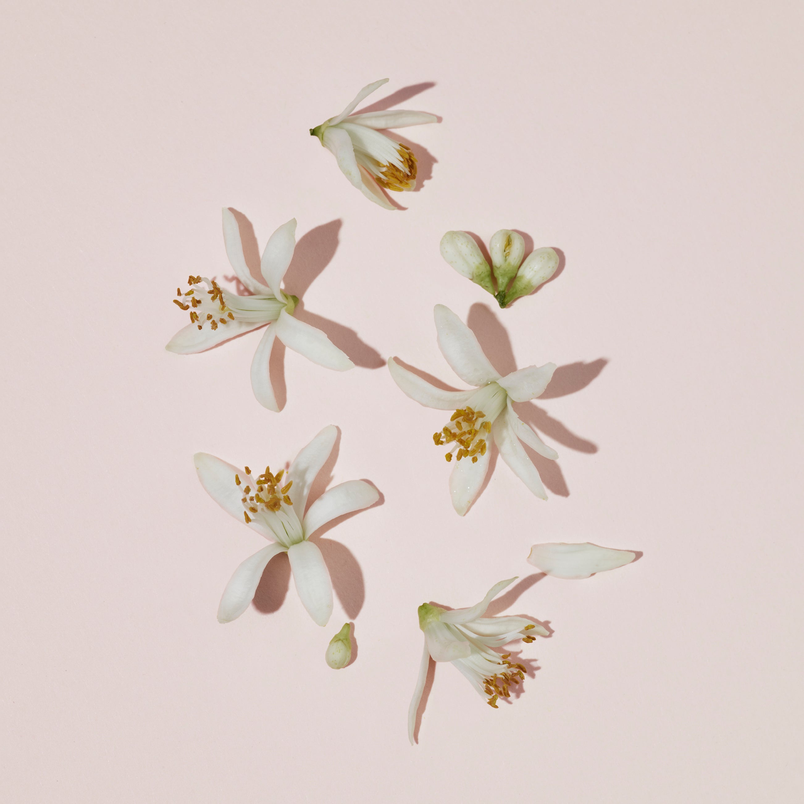 Burberry Her Blossom Eau De Toilette